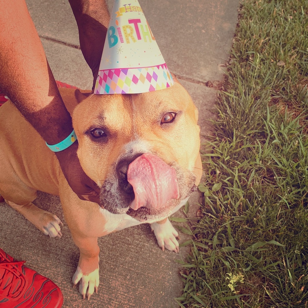Today is my dog king’s b-day Show Him Some Love!!!